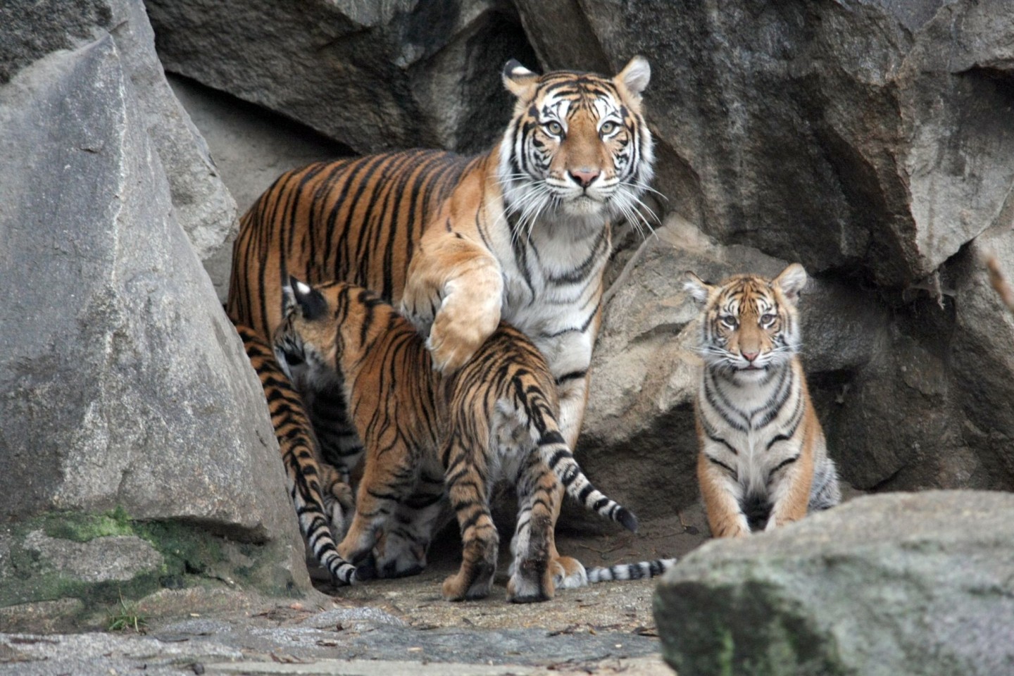 Sumatra-Tigerin Mayang im Januar 2019 mit ihren vier Tierbabys Kiara, Oscar, Willi und Seri.