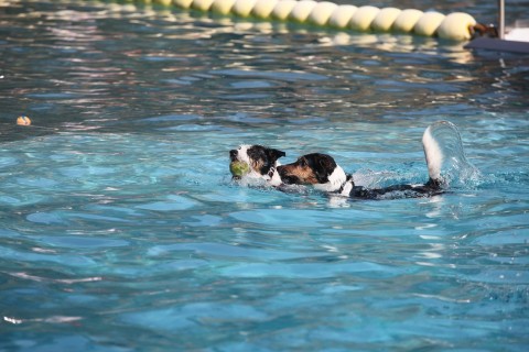 Saisonende und Hundeschwimmen