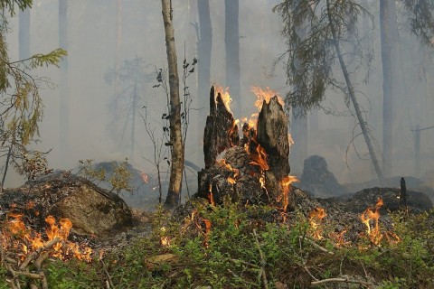 Waldbrandgefahr nach wie vor sehr hoch