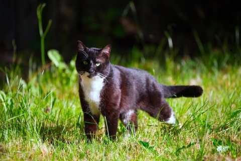 Für freilaufende Katzen besteht in Verl Kastrationspflicht