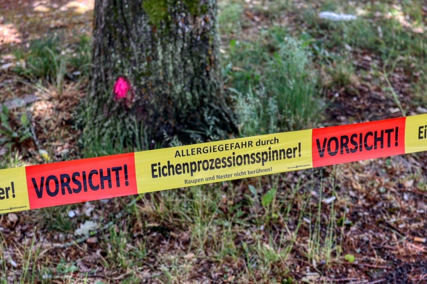 Die Stadt Verl warnt vor den Raupen des Eichenprozessionsspinners. / ©Pixabay.com